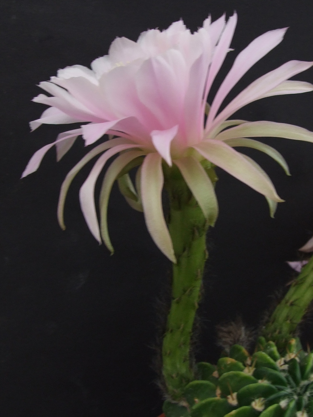 Photo: Pseudolobivia frankii | Cactus Bol Cacti. album | Cok ...