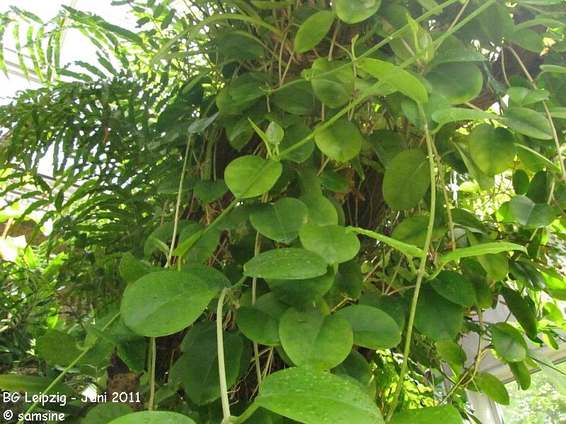 Photo Hoya Bandaensis 2011 06 Botanischer Garten Leipzig Album