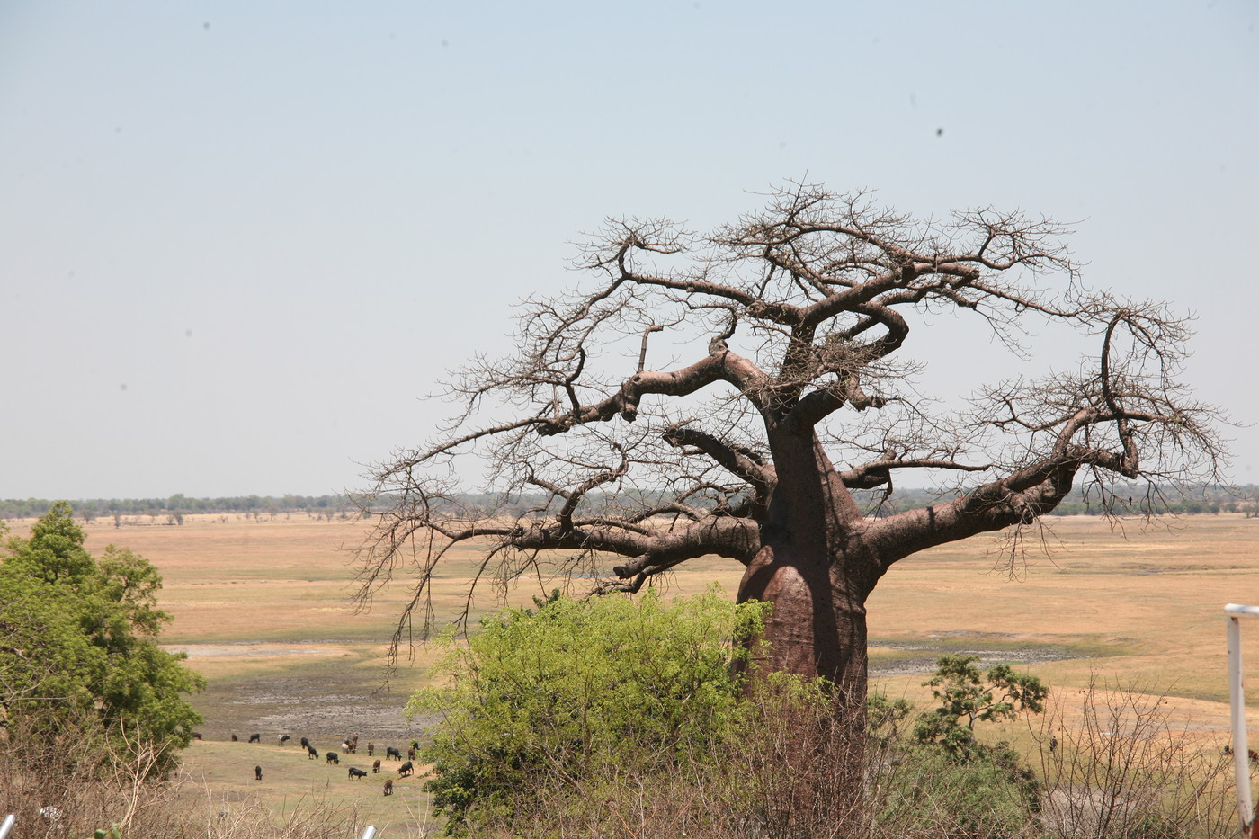 Photo 245 Botswana En Route To Chobe National Park Near Border Of Namibia And Botswana Baobab Tree Is Known As Tree Of Life 15 04 Oct Namibia Caprivi
