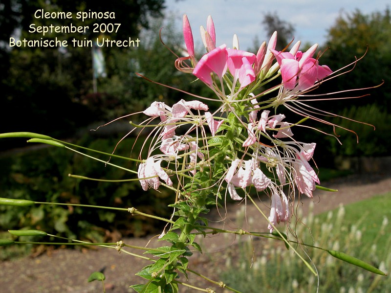 Photo: Cleome hassleriana u0027White Queenu0027  Cleome album  Nora 