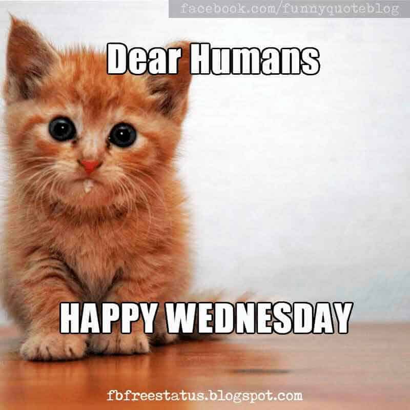 Photo: dear-humans-happy-wednesday-hialrious-meme *Cats and Other Animals C...